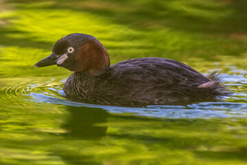 The little grebe is swimming in the lake.