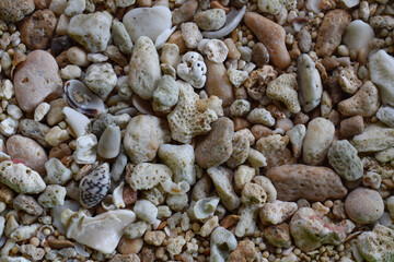 white sea stone that has a hollow pattern