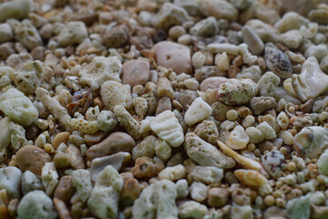 white sea stone that has a hollow pattern