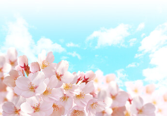 Fototapeta premium 青空と桜の花 背景透過