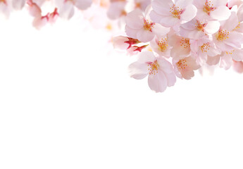 Fototapeta na wymiar 桜の花　背景透過