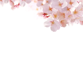 Foto auf Acrylglas 桜の花　背景透過 © IWOZON
