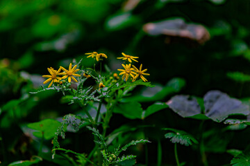 yellow daisies with drops of water	
