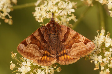 Closeup on a day-active brown Burnet companion moth, Euclidia glyphica, on a white flower