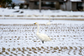 石川県の邑知潟周辺に飛来したコハクチョウ
