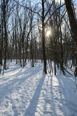 Path snow forest. Beautiful vertical winter landscape. A walk through a crisp frosty snowball. Tall beech trees sun blue shadows. The concept of winter walks, hiking, active lifestyle. Without people