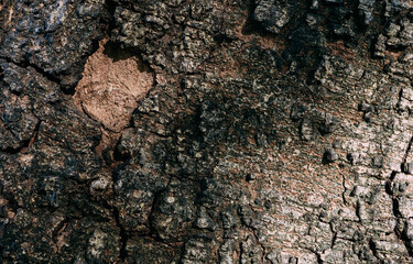 Background of the grunge tree bark