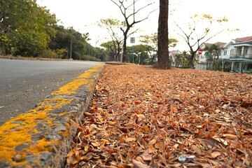 brown leaves at the ground