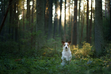 The dog in forest. active jack russell terrier. Pet in nature, sunset