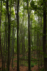 Fototapeta na wymiar Tall trees in a forest vertical photo. Carbon net zero background photo