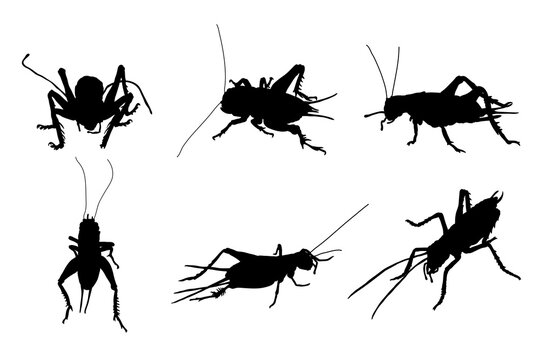 Set of silhouettes of crickets vector design