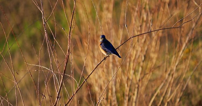 Western Bluebird On Brush In Winter In Slow Motion 