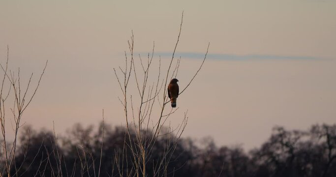 Large red tail hawk perched on a tree and flying away in slow motion 