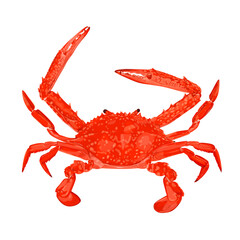 Steamed Blue Crab isolated on white background, vector illustration