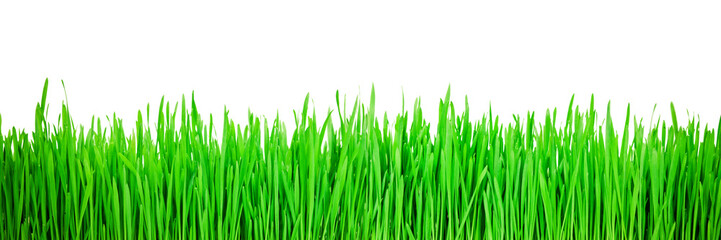 Fototapeta na wymiar green grass on a png background