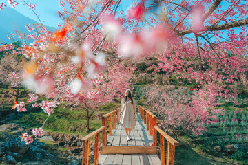 Relaxing in the tree area of Springtime Sakura Flower , Cherry Blossom Nang Phaya Sua Krong flower at , Chiang Mai, Thailand © Nichapa