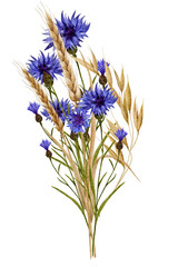 Watercolor wild flowers blue cornflowers and wheat sprouts spikelets.Composition of wild flowers on a white background. High quality illustration