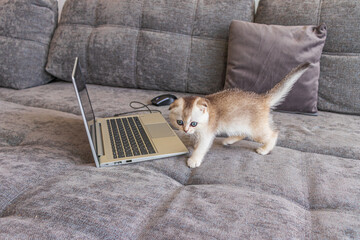 Cute Scottish Fold kitten with a laptop computer on the sofa