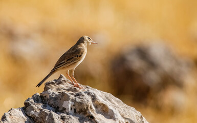Tawny Pipit (Anthus campestris) is usually lives on arid mountain slopes.