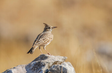 Crested Lark (Galerida cristata) is a songbird. It is a common and resident birds in Asia and Europe. It lives in barren and stony areas and is a common species in South East Anatolia region of Turkey