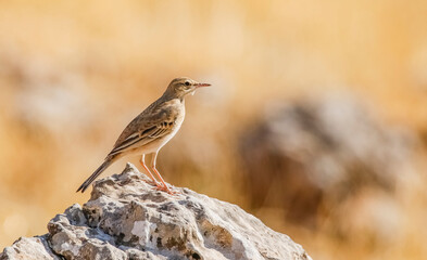 Tawny Pipit (Anthus campestris) is usually lives on arid mountain slopes.