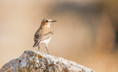 Northern Wheatear (Oenanthe oenanthe) is a common songbird in Asia, Europe, America and Africa. It lives in open and stony areas.