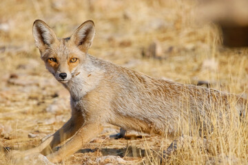 Red Fox (Vulpes vulpes) is a wild animal that lives in suitable habitats in Asia, Europe, America and North Africa.