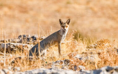 Red Fox (Vulpes vulpes) is a wild animal that lives in suitable habitats in Asia, Europe, America and North Africa.