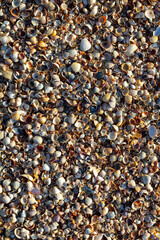 Seashell background, lots of different seashells piled together