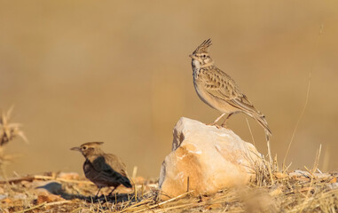 Crested Lark (Galerida cristata) is a songbird. It is a common and resident birds in Asia and Europe. It lives in barren and stony areas and is a common species in South East Anatolia region of Turkey