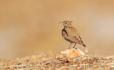 Crested Lark (Galerida cristata) is a songbird. It is a common and resident birds in Asia and Europe. It lives in barren and stony areas and is a common species in South East Anatolia region of Turkey