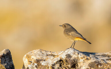 Black Redstart (Phoenicurus ochruros) is a songbird that lives on high mountain slopes. It lives in Asia, Europe and North Africa.