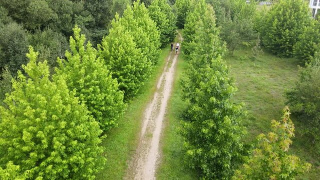 Scenic hiking trail with green trees. Pilgrim tourist following a natural path in the forest direction to Santiago de Compostela. Ancient pilgrimage route. Travel and hiking