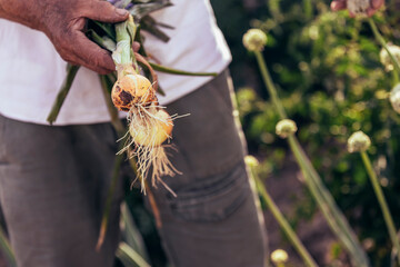 Senior man picking onion harvest from vegetable garden in village