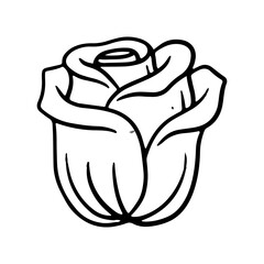 rose hand drawn for design ornament