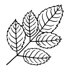 leaf of rose