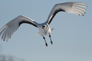 Red-crowned crane subadult flying