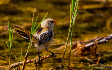 Bearded Reedling (Panurus biarmicus). Their length is 14-15.5 cm and the wing opening is 16-18 cm. It is a long-tailed, wavy and orange-brown bird. Male head gray, mustache black.