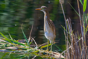 Black-crowned night-heron (Nycticorax nycticorax) lives in wetlands. It feeds on snakes, frogs and fish