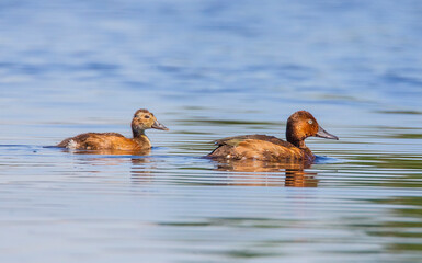 Ferruginous Duck (Aythya nyroca) is a species of duck and lives in wetlands.