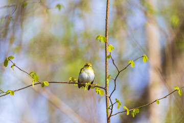 Willow warbler in a spring forest