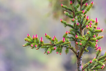 Red cones on a spruce tree in spring