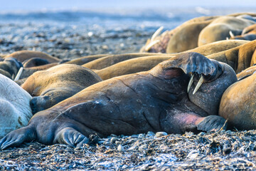 Group of sleeping Walruses on a beach