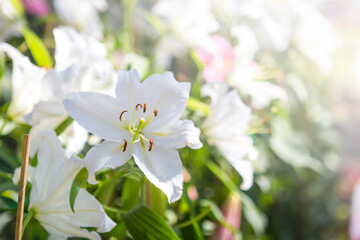 Beautiful white lily flower over blurred flower garden background with morning outdoor day light, spring or summer garden, nature background