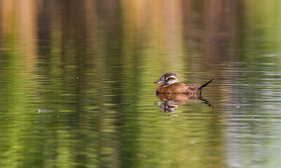 White headed Duck (Oxyura leucocephala) is one of the upright ducks.In Turkey, many live in wetland areas.