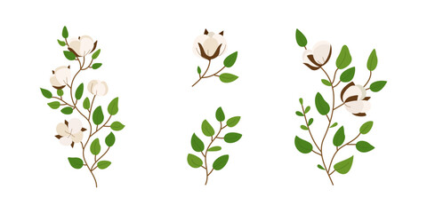 Set of cotton flower illustration for nature design element - obrazy, fototapety, plakaty