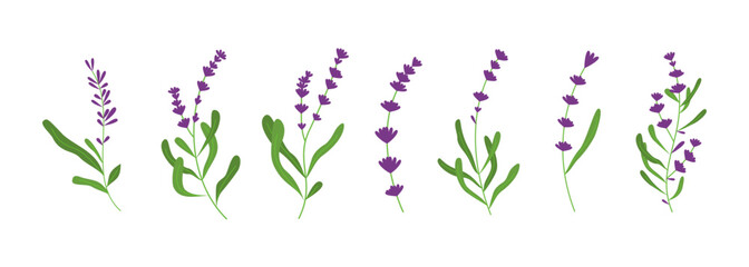 Fototapeta na wymiar Set of lavender flower illustration