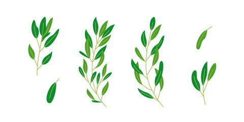 Set of Eucalyptus leaf illustration for nature design element
