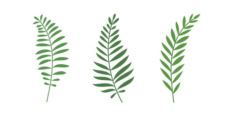 Collection of fern isolated for organic design element