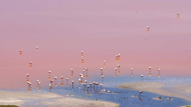 Colony of Andean Flamingos Nesting, Laguna Colorada Bolivia, Andes South America Reproductive Season, Pink Waters